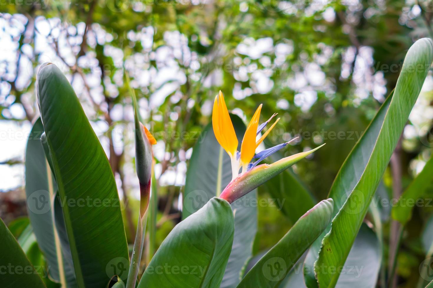 blooming Bird of Paradise flower Strelitzia reginae photo