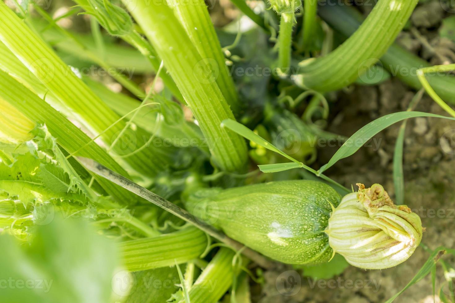 young zucchini growing photo