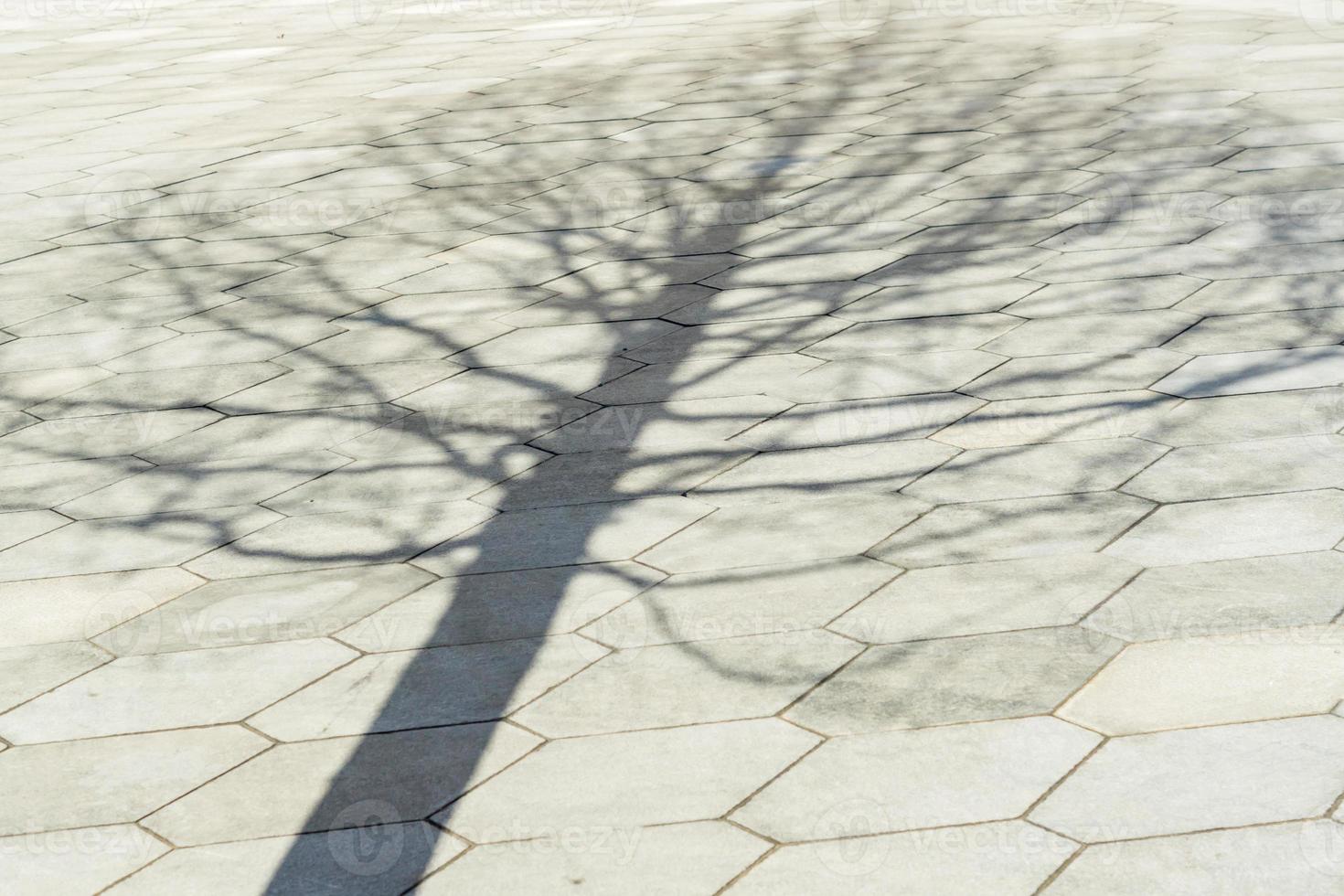 black and white shadow of the tree on the pavement photo