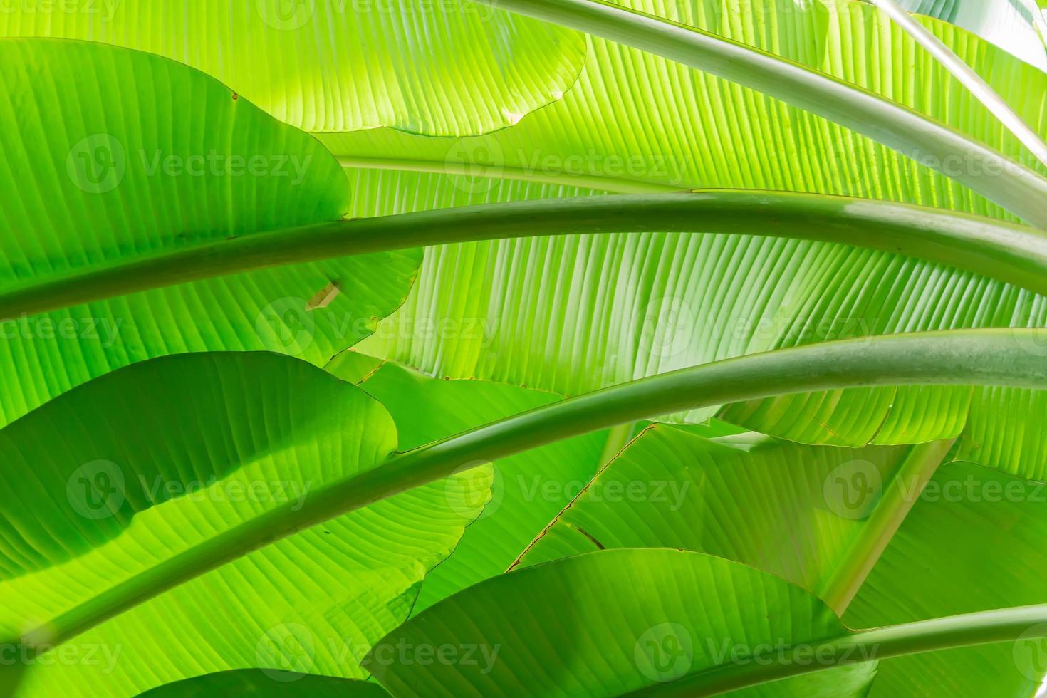 banana palm leaf background photo