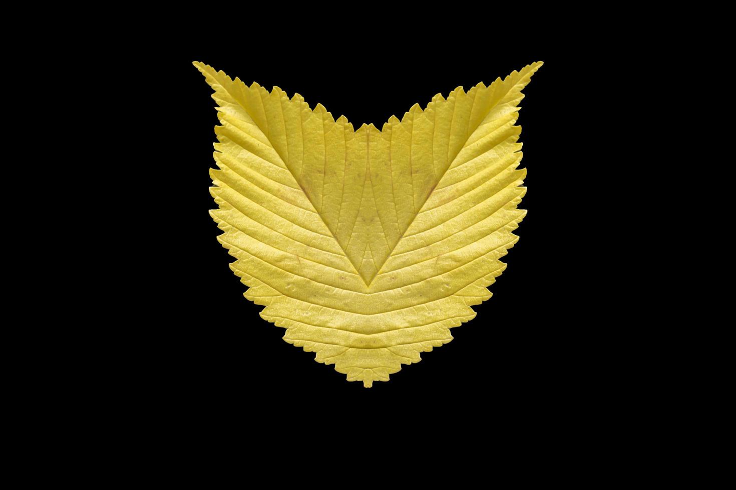 shape of owl head from yellow leaves photo