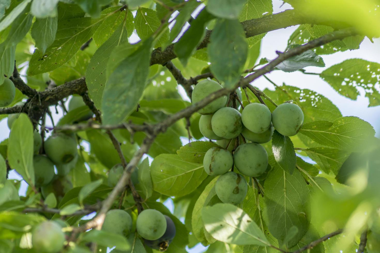 ciruela verde en el árbol foto