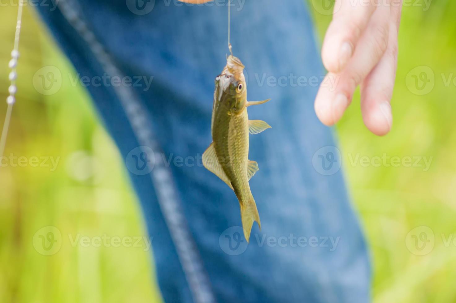 crucian on hook photo