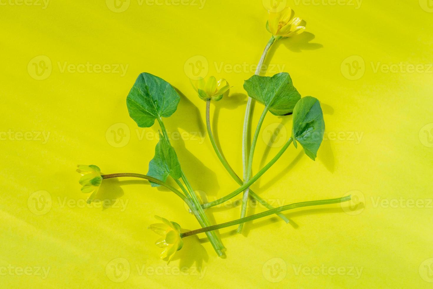 Ficaria verna on yellow background, first spring flower, colorful pattern photo