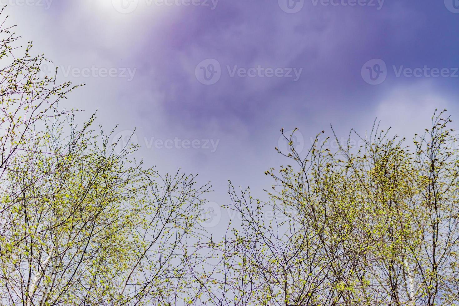 primavera temprana - abedules con hojas jóvenes contra el cielo azul y las nubes foto