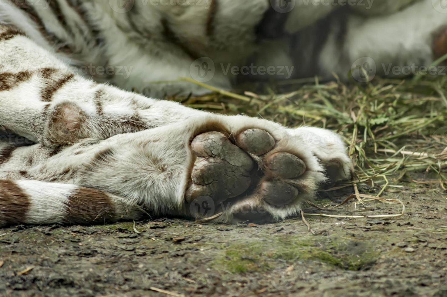 Big paw of sleeping white tiger photo