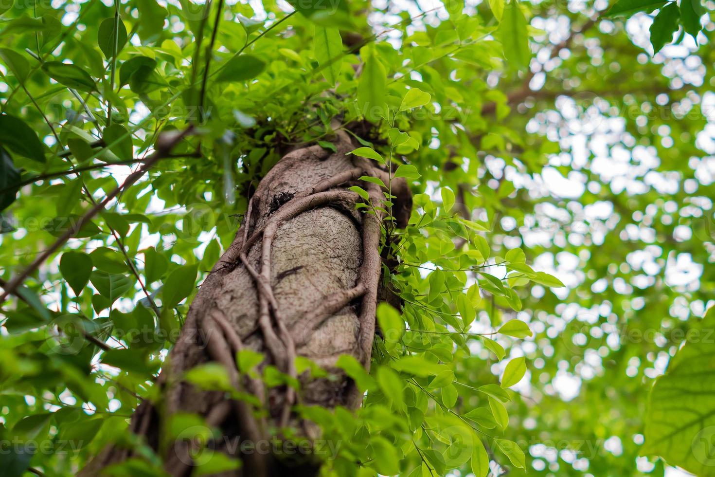 Looking up the trunk of a tropic rainforest tree photo