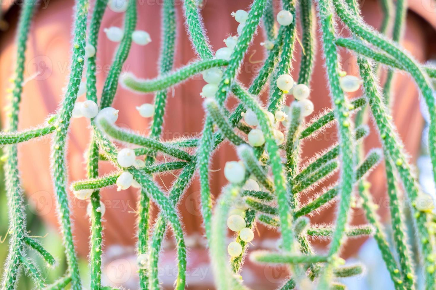 close up of rhipsalis baccifera or Spaghetti cactus photo