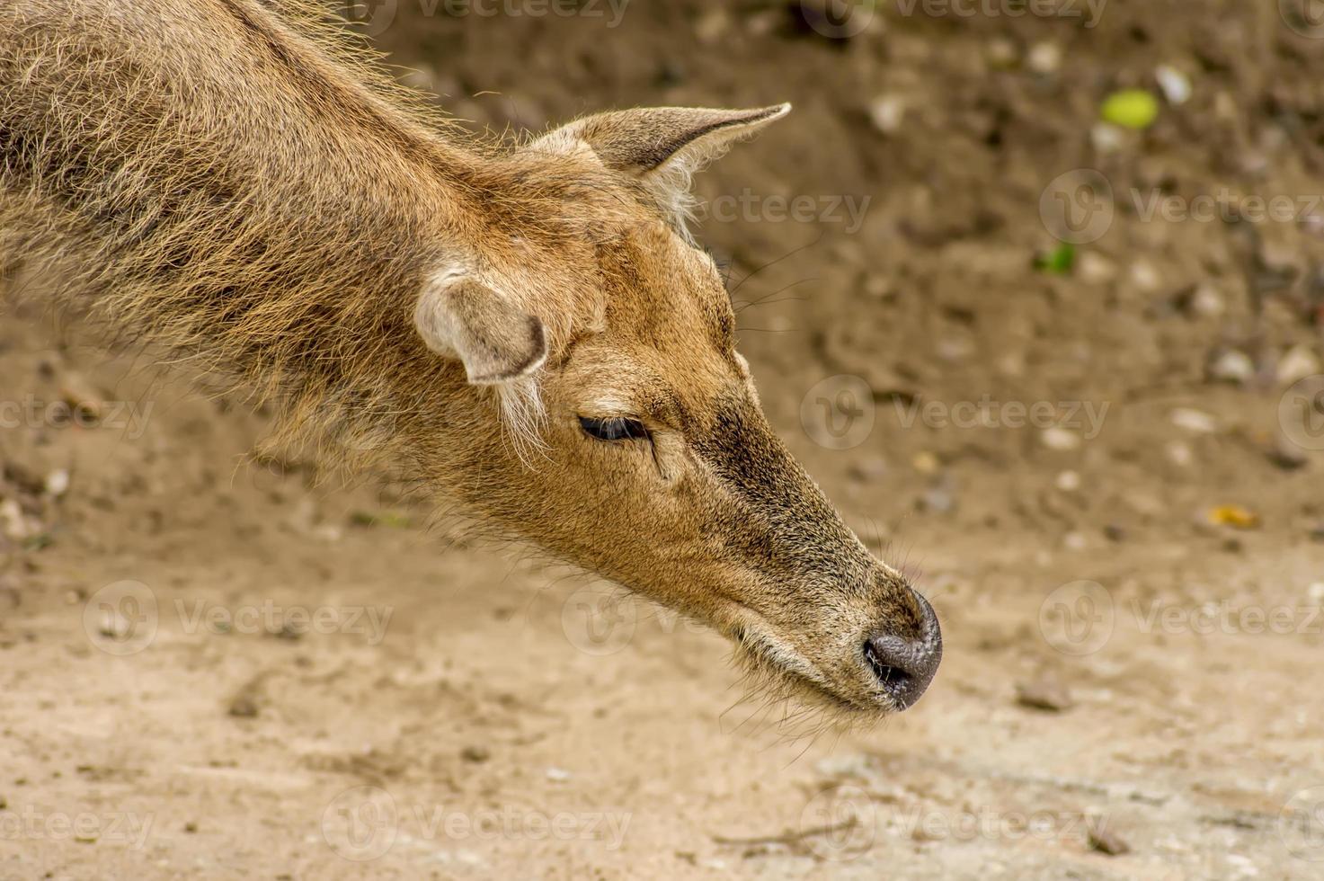 female Red deer in zoo photo