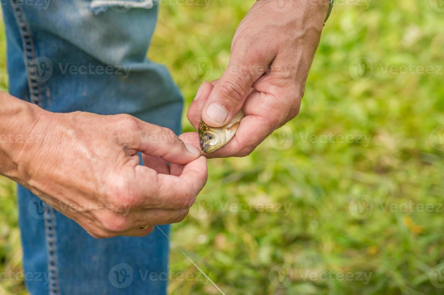 fisherman pulls out a hook out of crucian photo