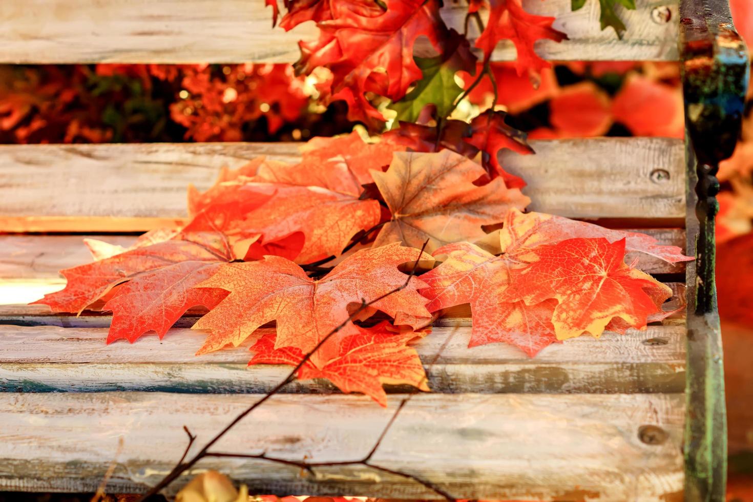 closeup of artificial maple leaves on wooden bench photo