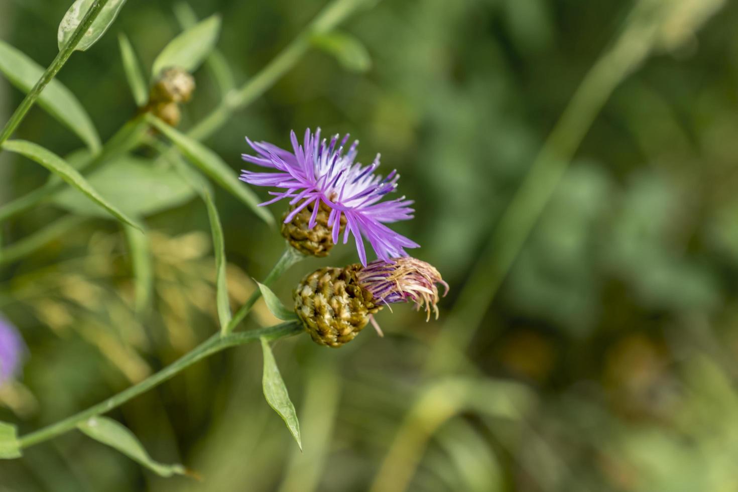 purple Cornflower on green background photo