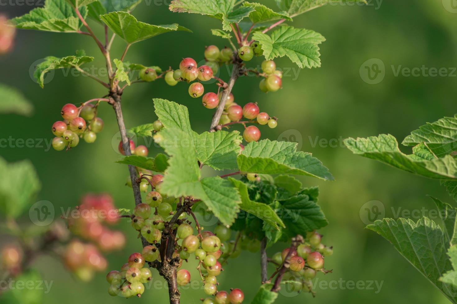 close up of Red currant bush in the garden photo