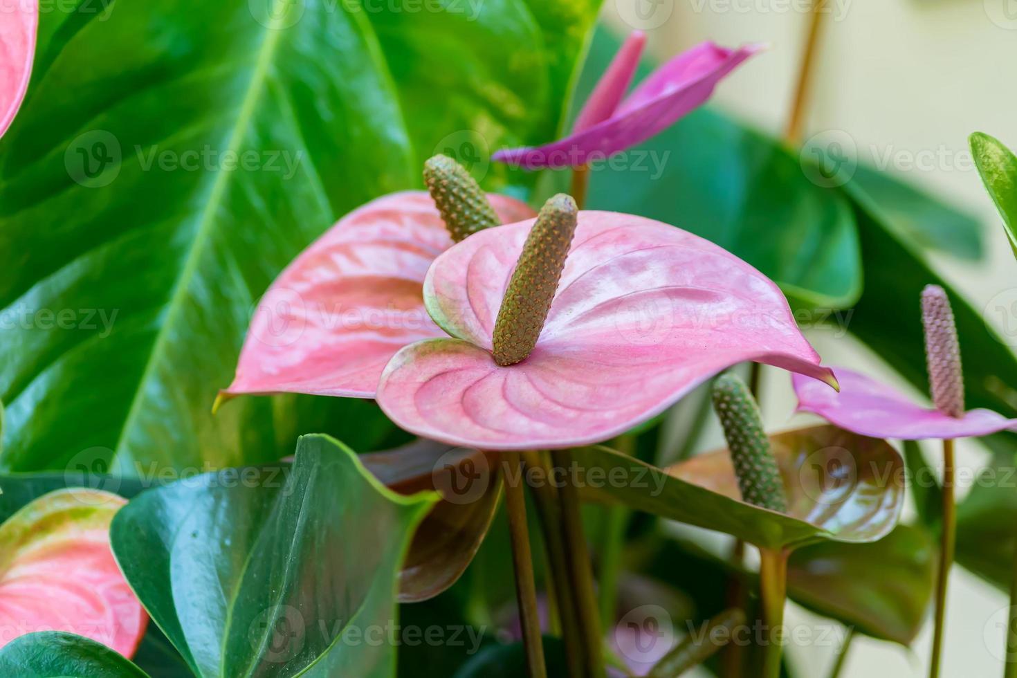 closeup of blooming anthurium flower photo