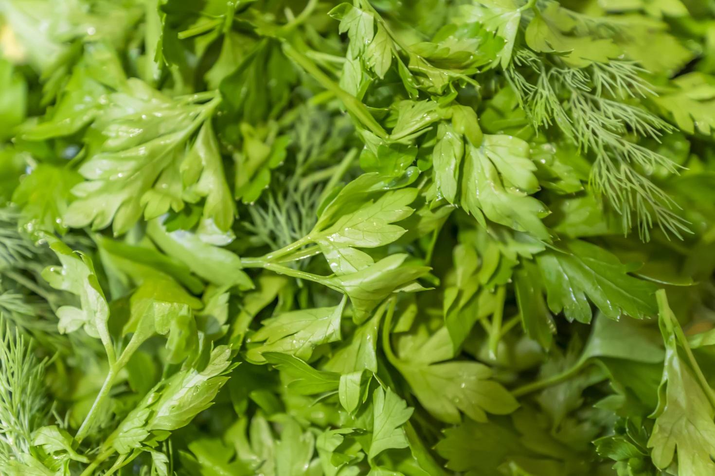 fresh parsley and dill background photo