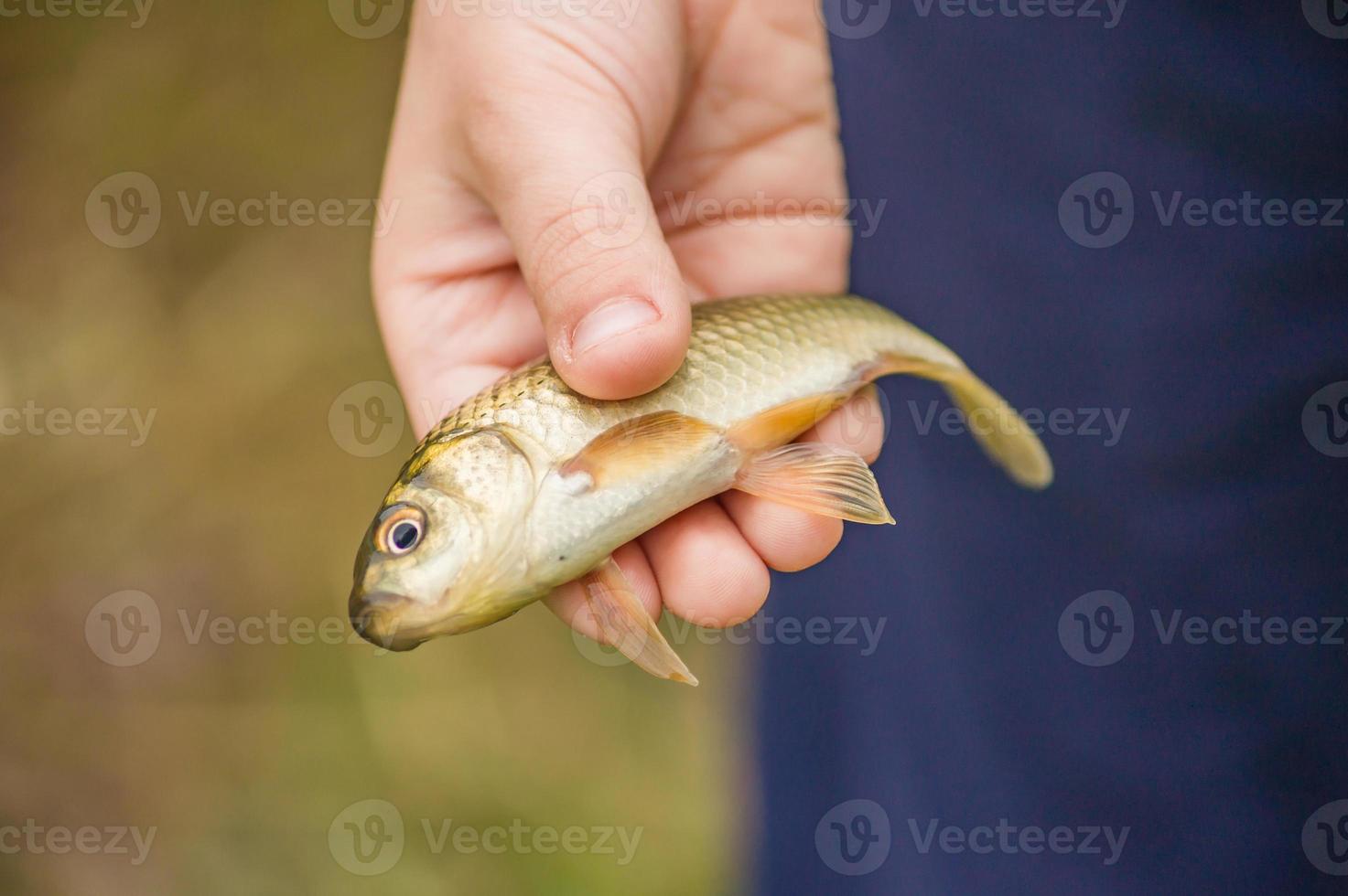 crucian in child hand photo