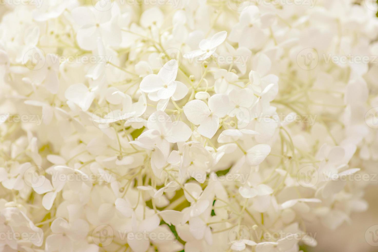 Blooming white hydrangea background 9996676 Stock Photo at Vecteezy
