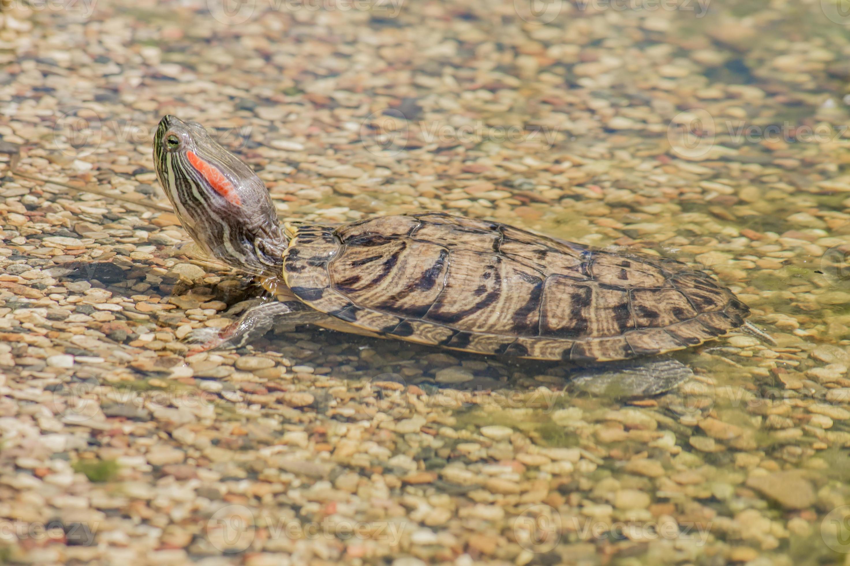 Red eared slider turtle Trachemys scripta elegans in water 9996716 Stock Photo at Vecteezy