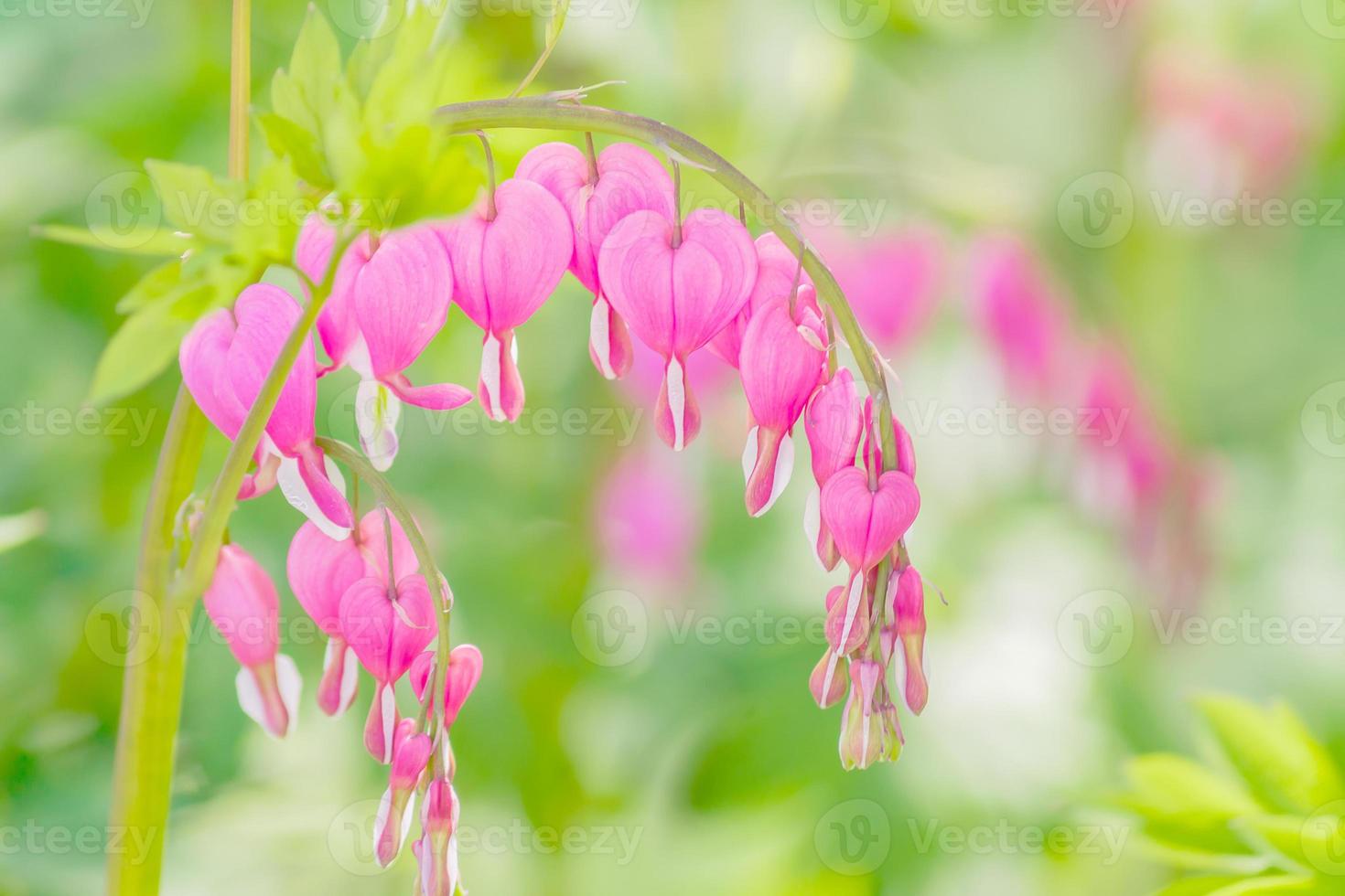 close up of Dicentra spectabilis in the garden. Heart shape spring flowers photo