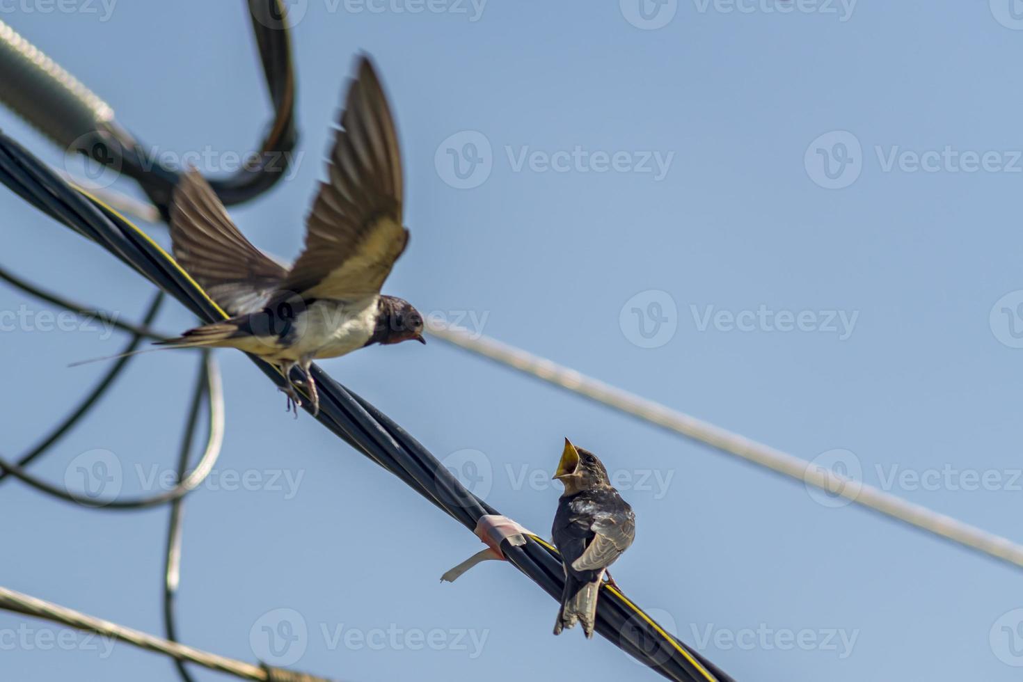 swallows on wire against blue sky photo