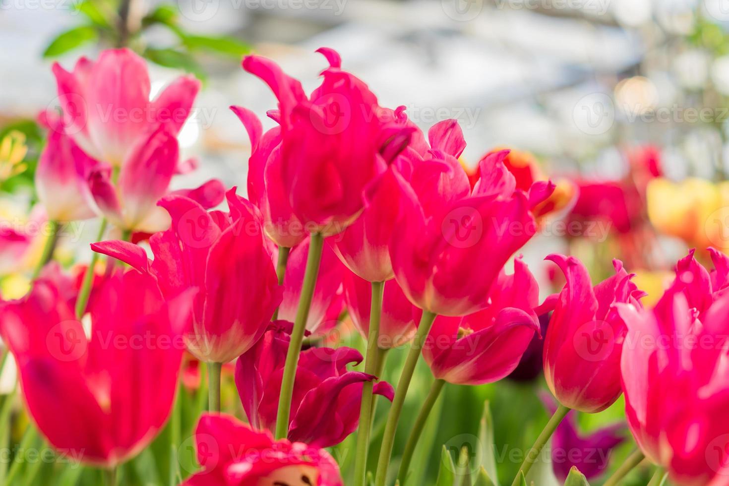 field of blooming multicolored tulips, spring flowers in the garden photo