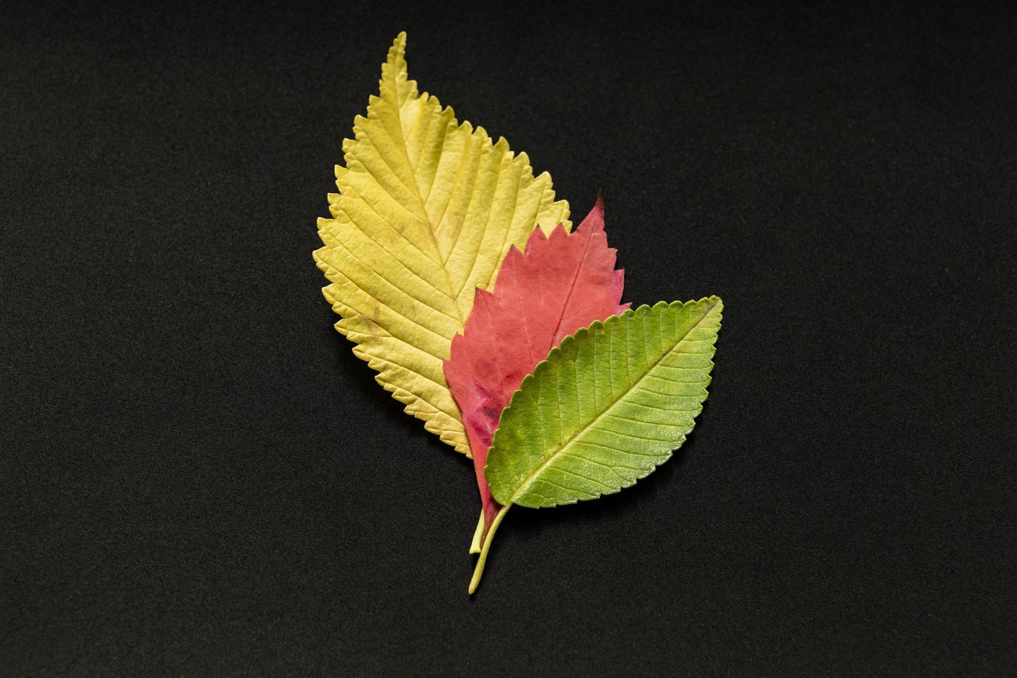 three autumn leaves on black backgtound photo