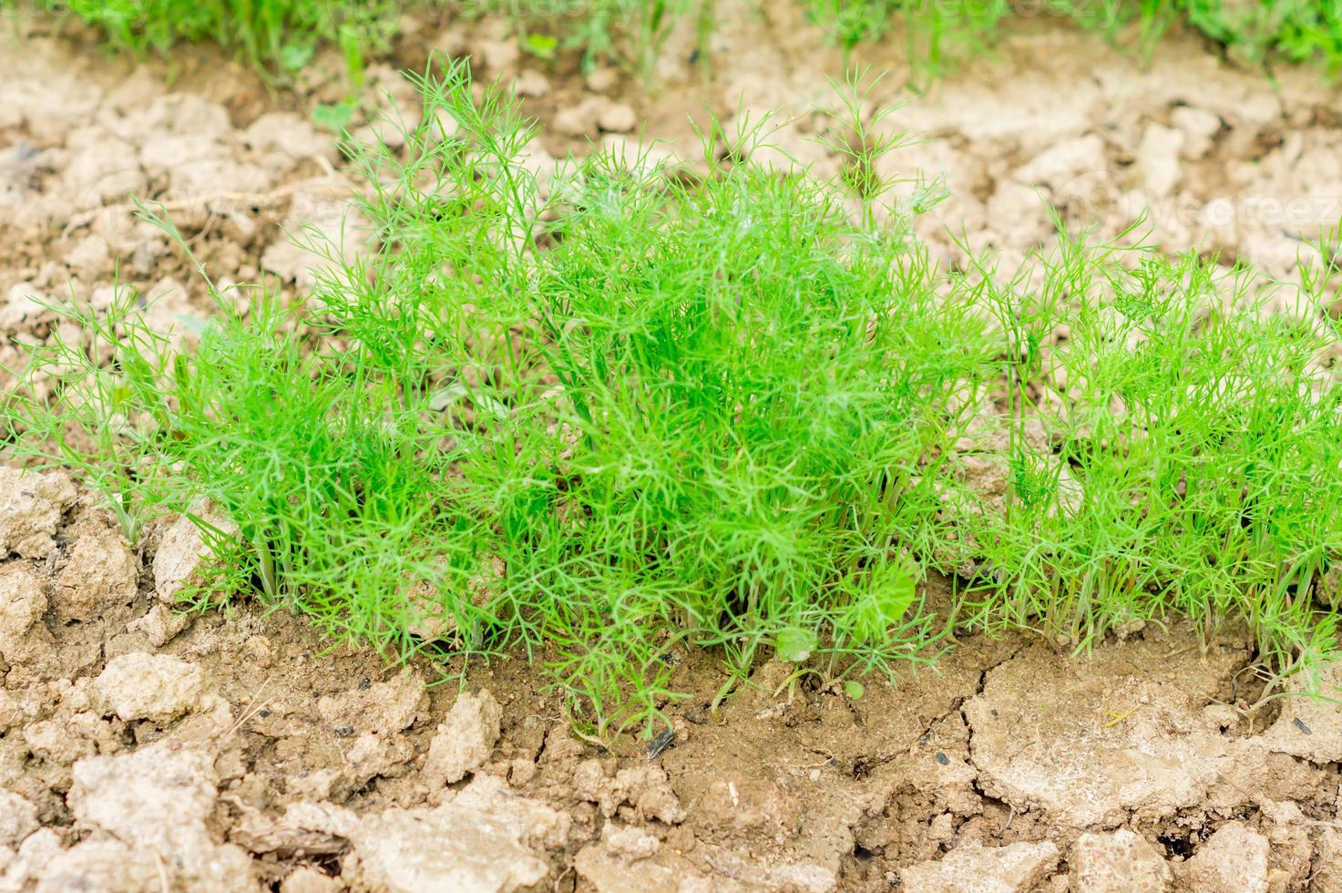 growing young dill photo