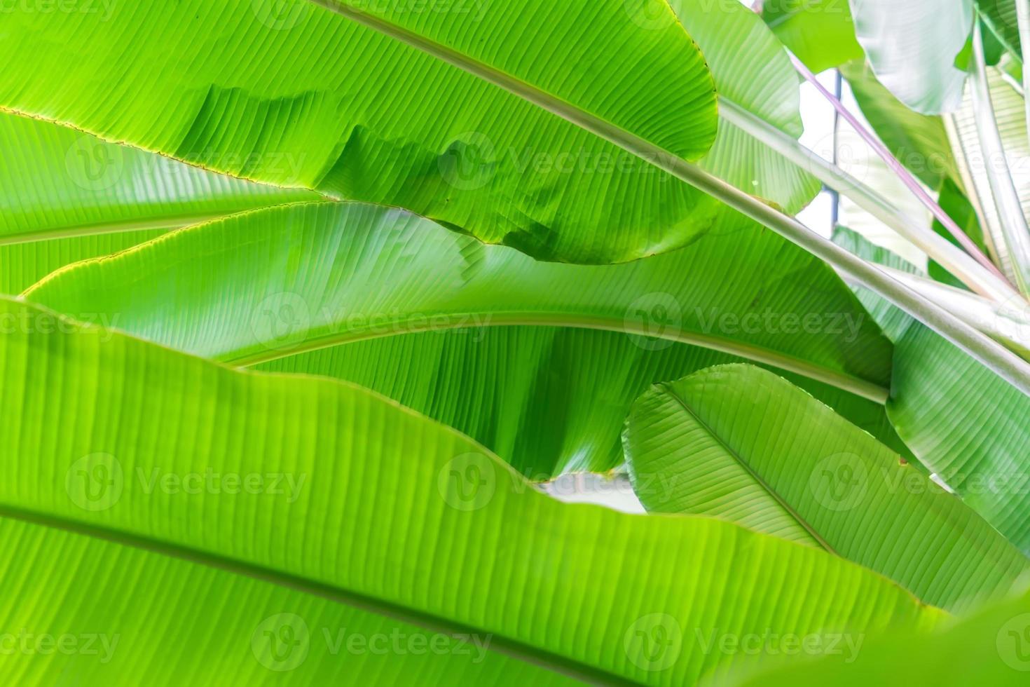 banana palm leaves background, bottom view photo