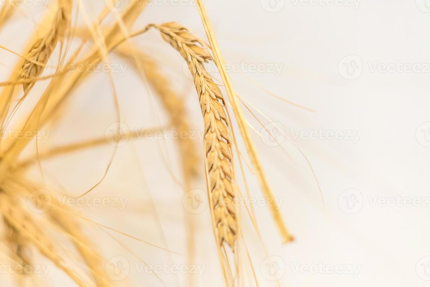 closeup of ears of wheat on white background, selective focus photo