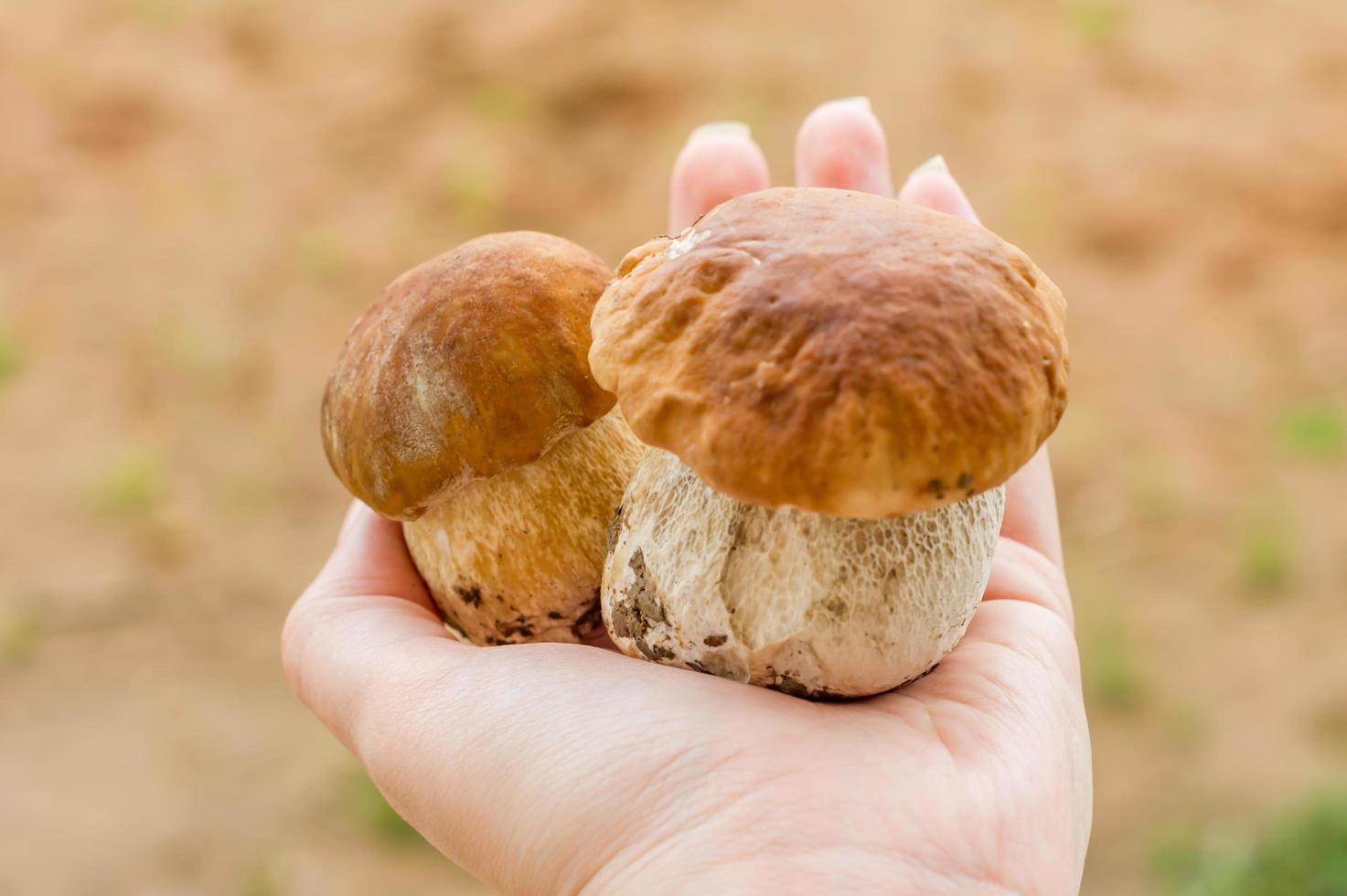 boletus edulis hongo comestible en mano femenina foto