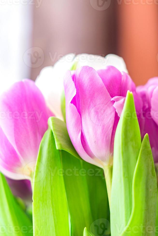 closeup of bouquet of white and violet tulips photo