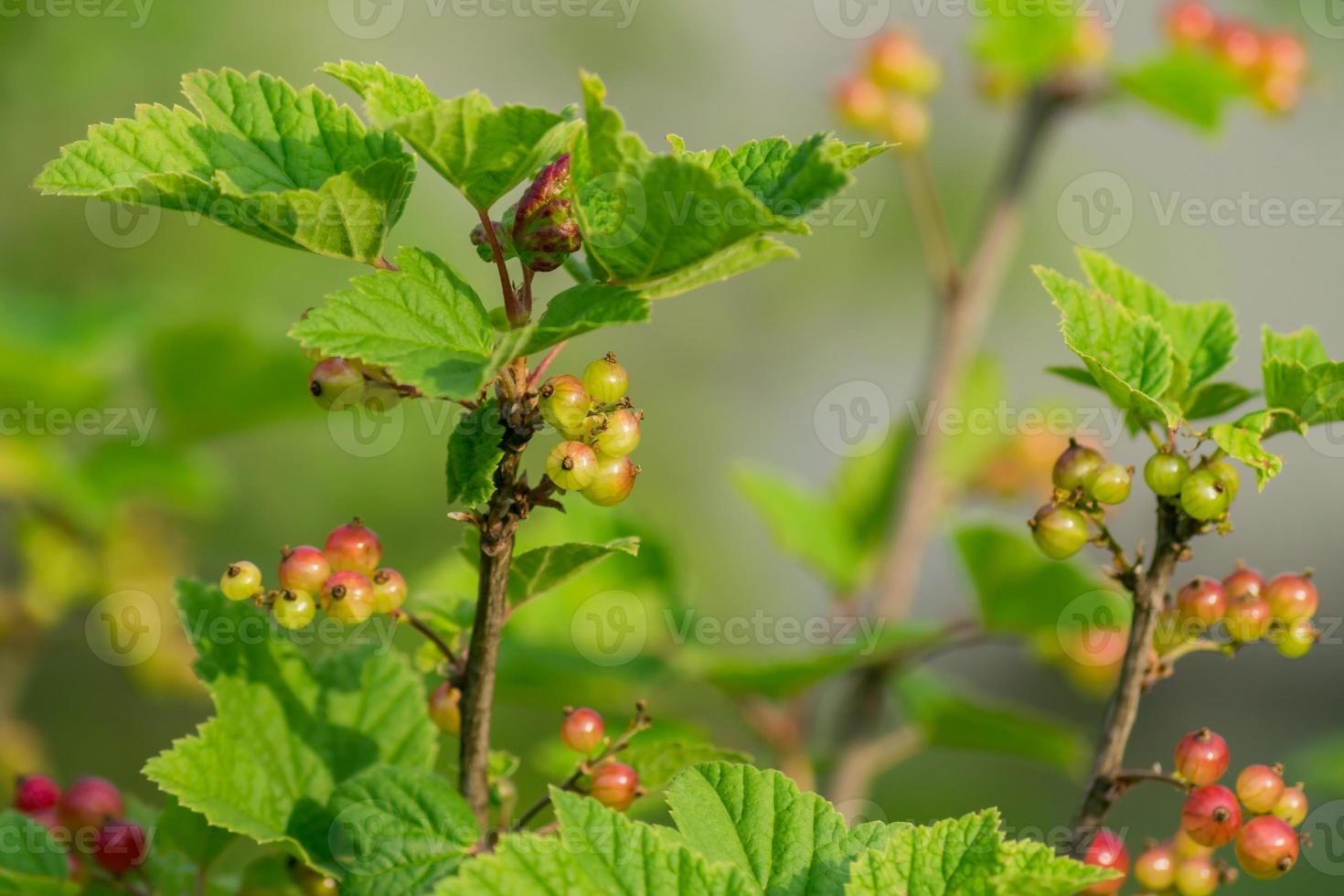 close up of Red currant bush in the garden photo