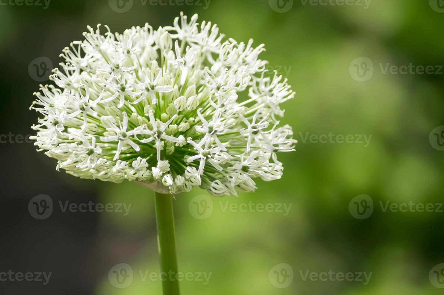 flower head of the edible onion Allium cepa photo