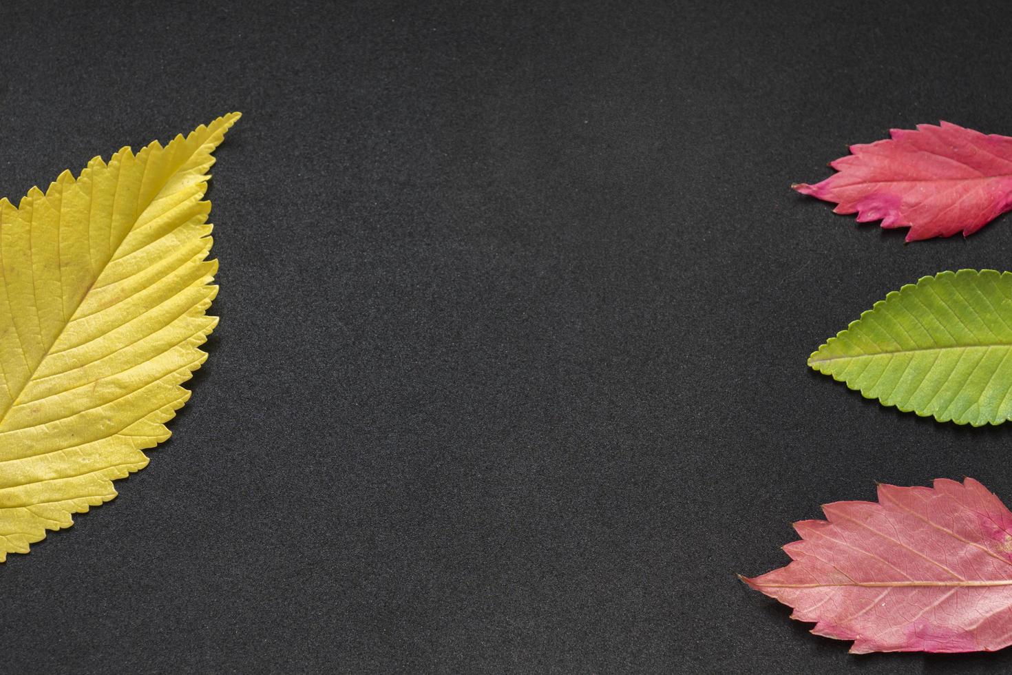 red, green and orange leaves of elm tree on grey background photo