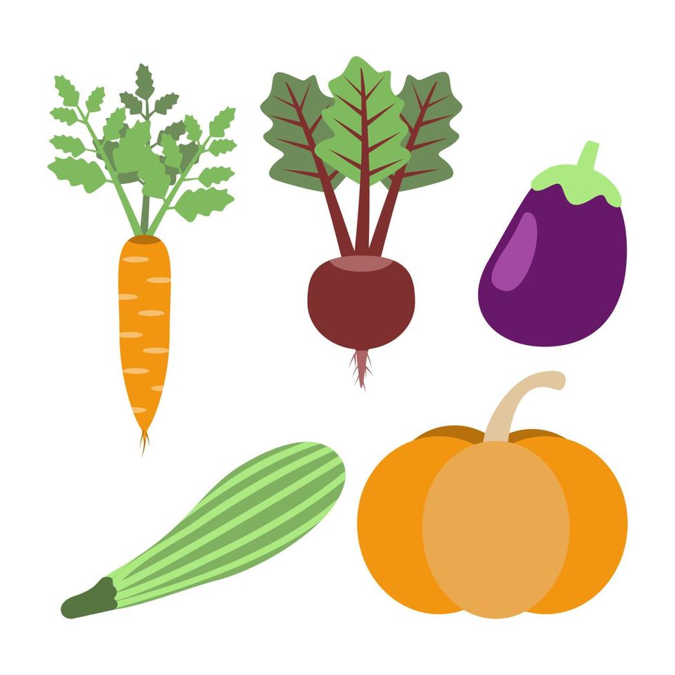 zanahoria, remolacha, berenjena, tuétano, calabaza - cosecha de verduras vector