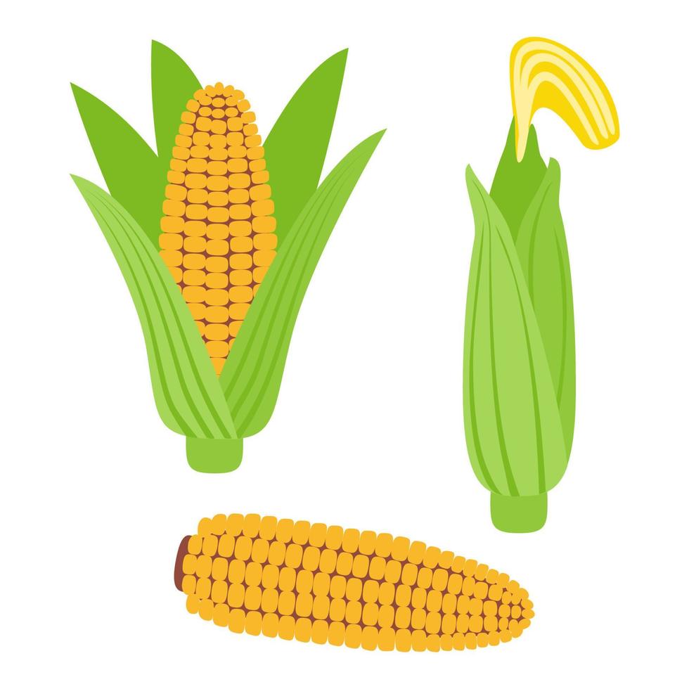 Peeled Corn and Ear of Corn with Leaves - Set of Cobs vector