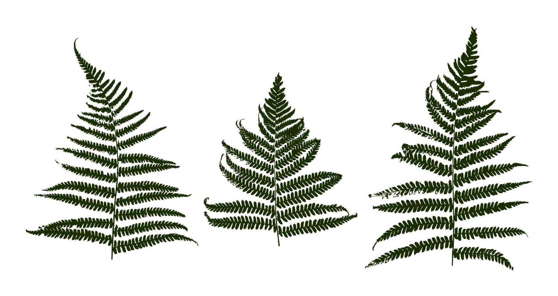 Fern Leaves Silhouette vector