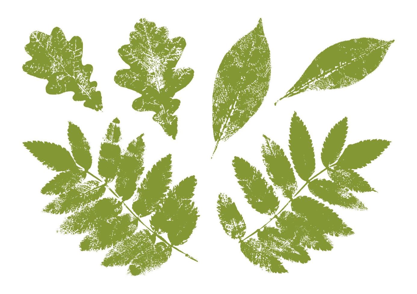 Tree Leaf Paint Print - Oak, Rowan, Bird Cherry Leaves vector