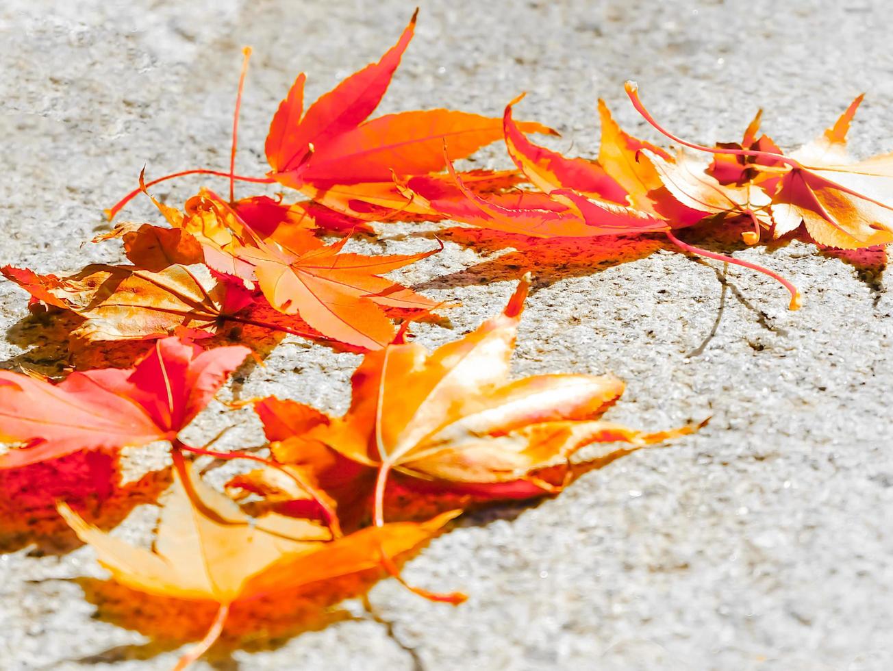 Colorful maple leaves on the street in autumn photo