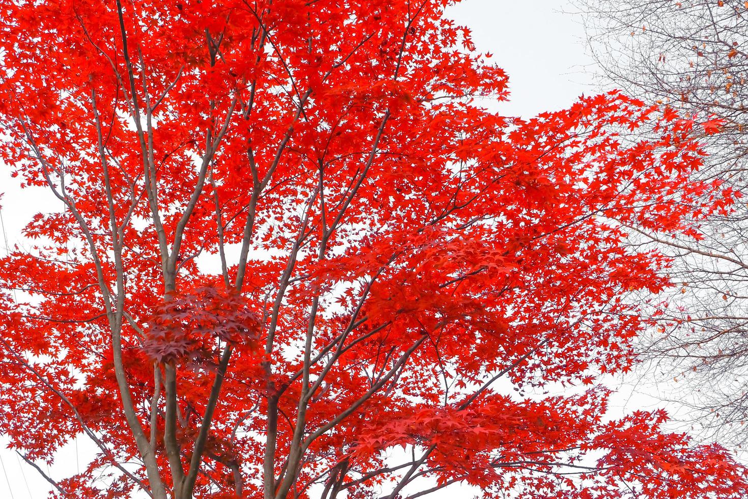 Red maple leaves and branch soft focus,in the natural environment trees on a bright day of background in autumn photo