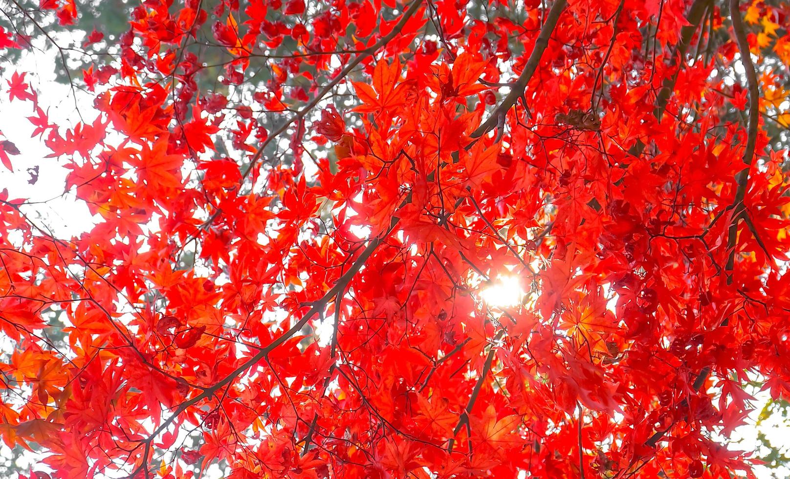 Red maple leaves in autumn season on the island of Nami,South Korea photo