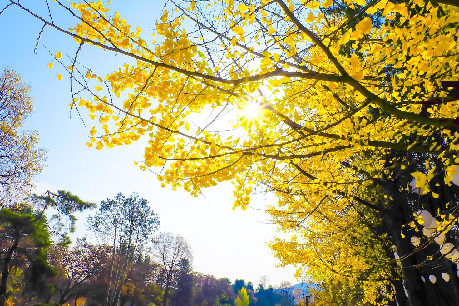 Yellow ginkgo biloba leaves tree in autumn on blue sky nature background photo