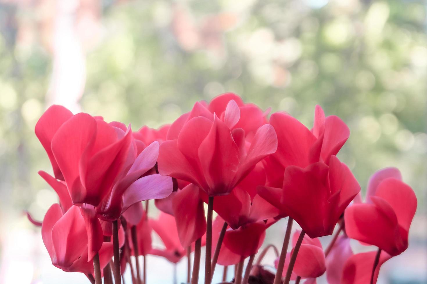 Red  flower photo