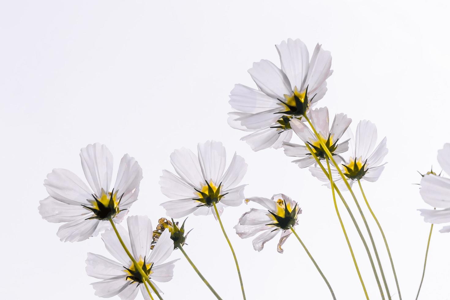 White cosmos flower beautiful blooming isolated on white background,copy space photo