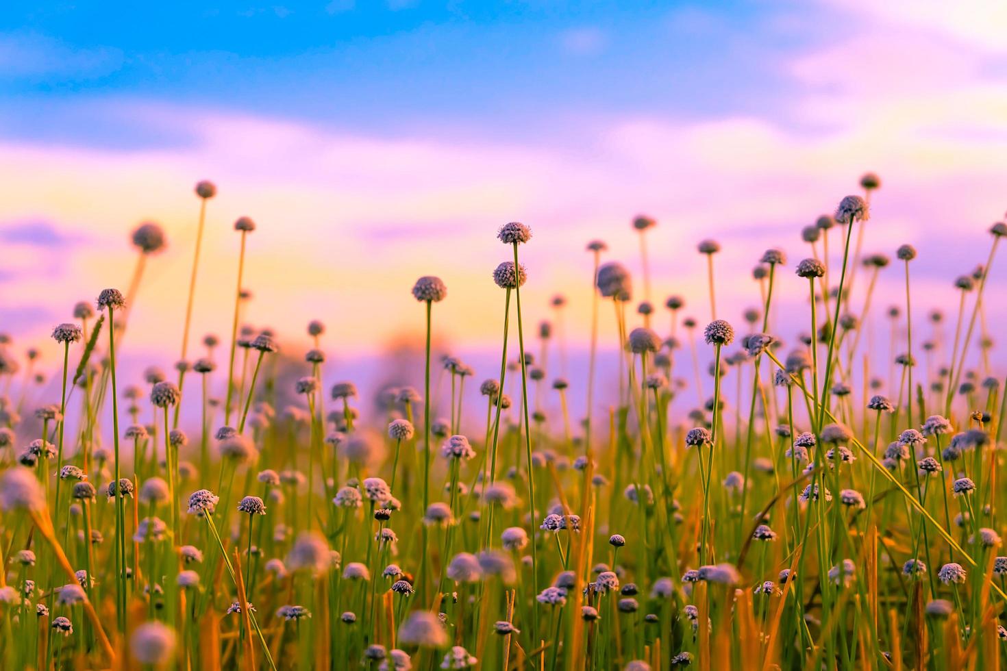 White grass flowers field  colorful sunset. photo