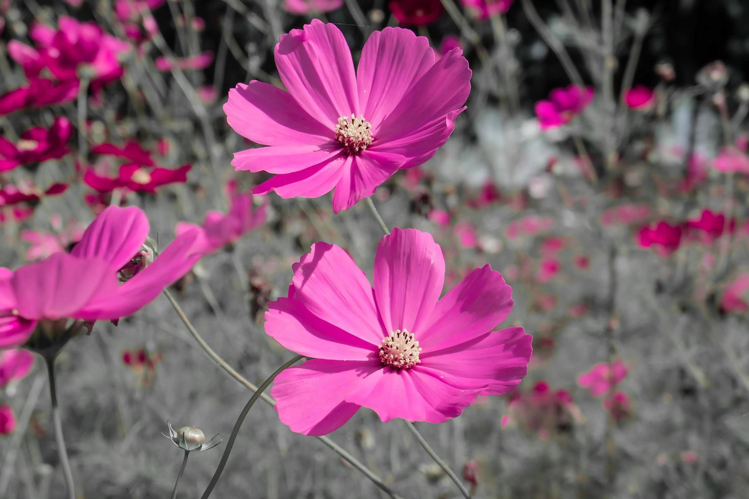 pink cosmos flower blossom on field. Beautiful growing and flowers on white background photo