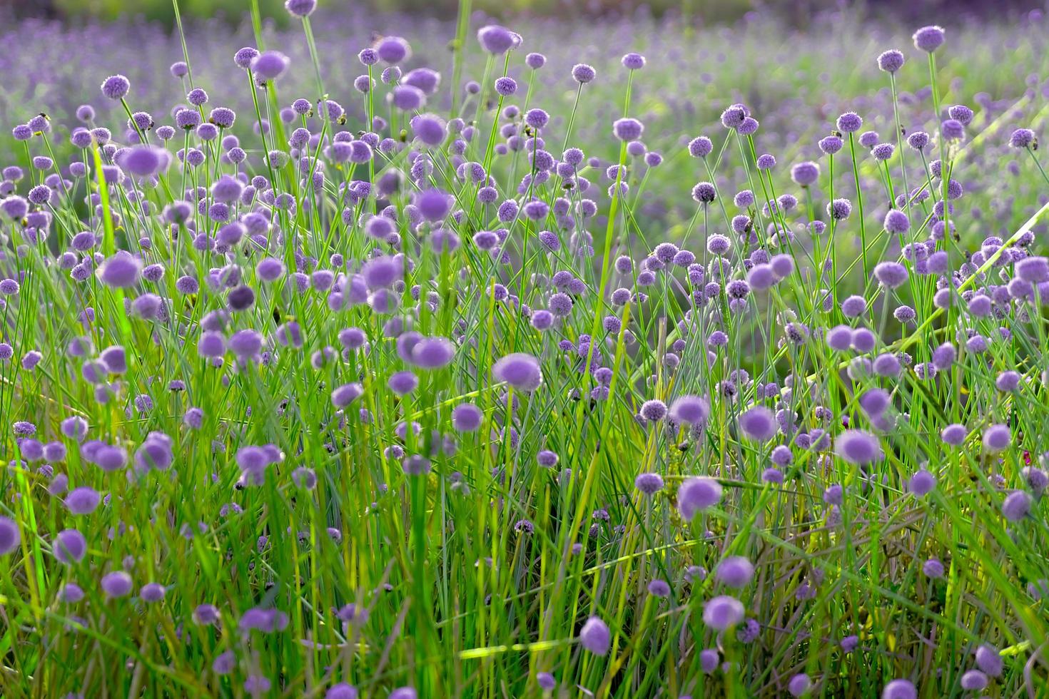 blurred,Purple flower blossom on field. Beautiful growing and flowers on meadow blooming in the morning,selective focus photo