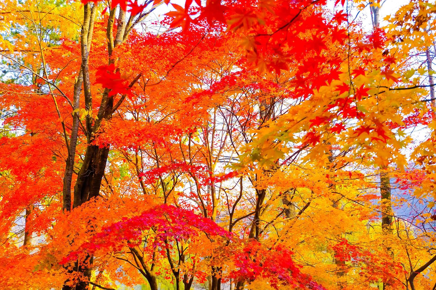 hojas de arce coloridas en el otoño en el fondo de la naturaleza foto