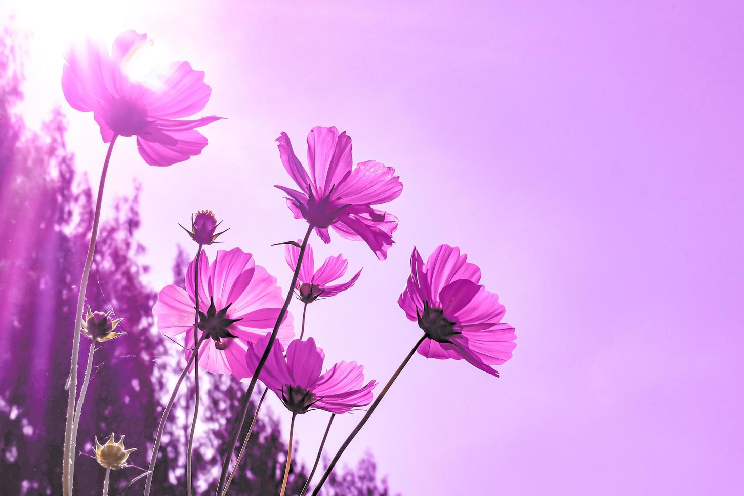 enfoque suave de hermoso cosmos rosa con desvanecimiento en flor rosa pastel, plena floración una temporada de primavera. foto