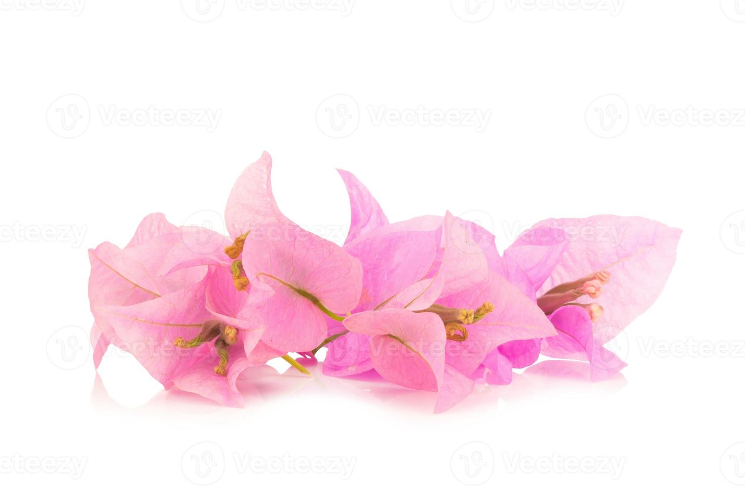 Bougainvillea isolated on white background 10001412 Stock Photo at Vecteezy